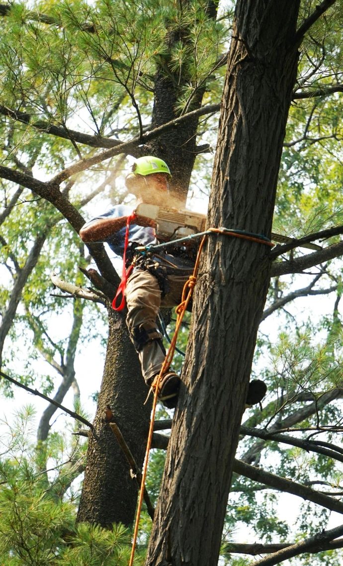Arborist in a safety helmet roped into a tall tree, cutting a branch with a chainsaw