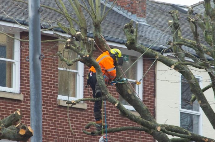 Arborist in an orange safety jacket standing in a lopped tree beside a row of brick houses
