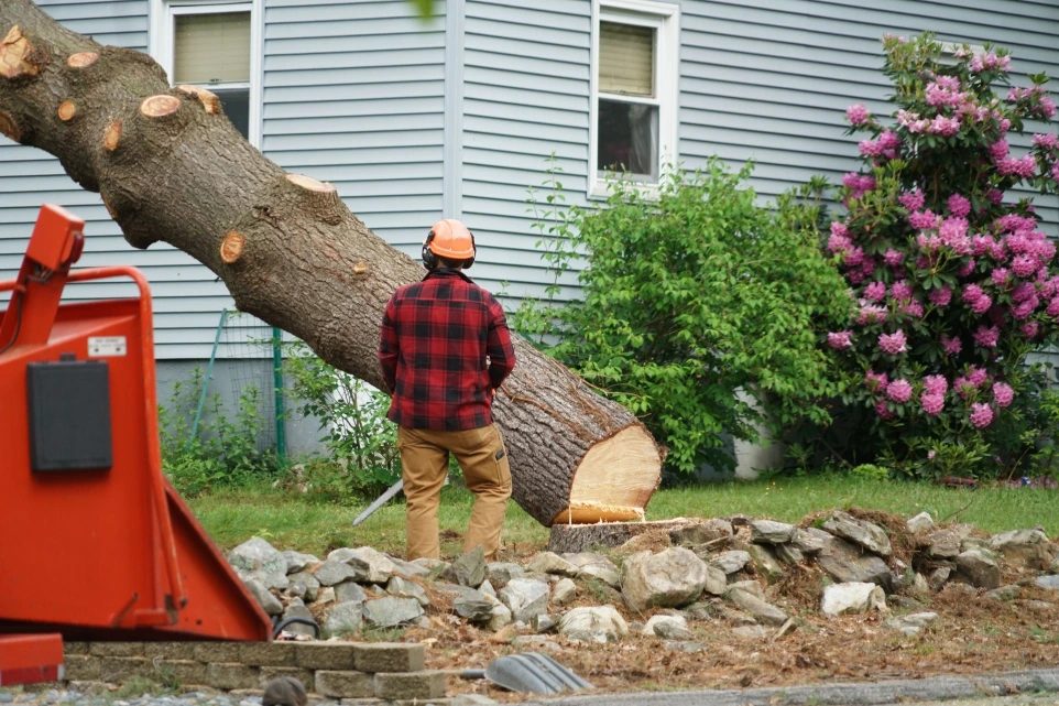 Large tree trunk felled beside a house, with a worker in an orange helmet and a wood chipper nearby