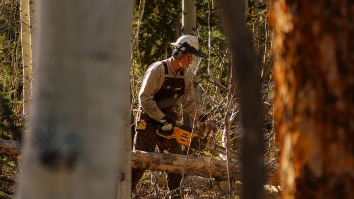 Tree worker in a helmet and face shield cutting fallen timber with a chainsaw in the bush